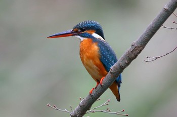 Thu, 3/2/2023 Birding report at じゅん菜池緑地(千葉県)