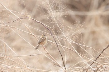 Sun, 2/19/2023 Birding report at 板倉町