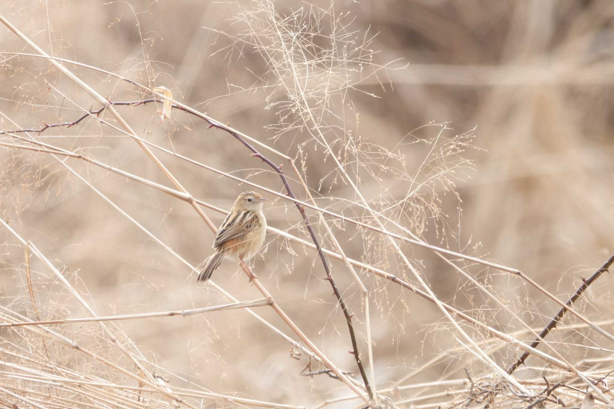 Zitting Cisticola