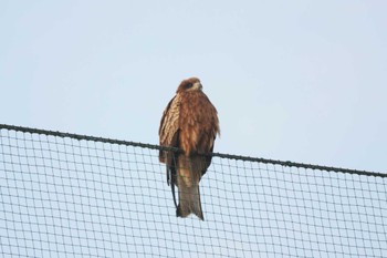 Black Kite 島田湖 Sat, 2/18/2023