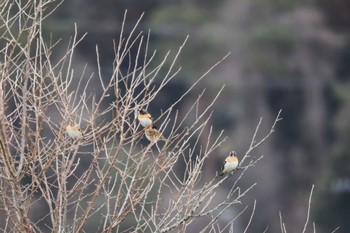 2023年2月23日(木) 農村公園(富士吉田市)の野鳥観察記録