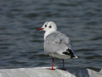 ユリカモメ 都立浮間公園 2023年3月2日(木)