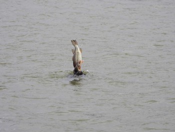 2023年3月2日(木) 都立浮間公園の野鳥観察記録