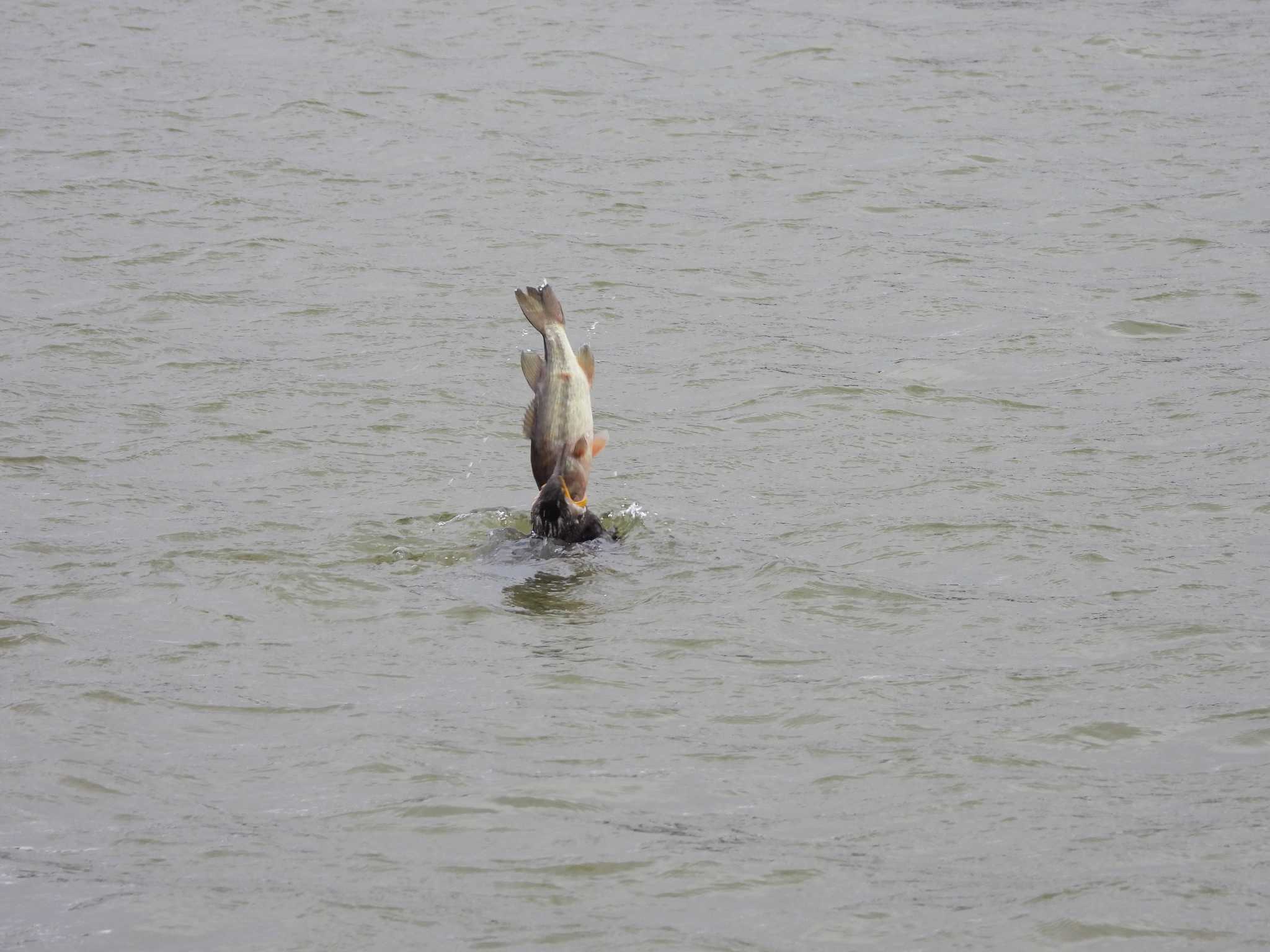 Great Cormorant