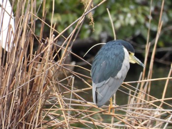 ゴイサギ 都立浮間公園 2023年3月2日(木)