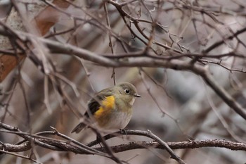 2022年12月11日(日) 清八林道の野鳥観察記録