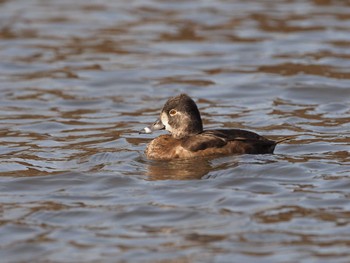 Ring-necked Duck Kodomo Shizen Park Thu, 3/2/2023