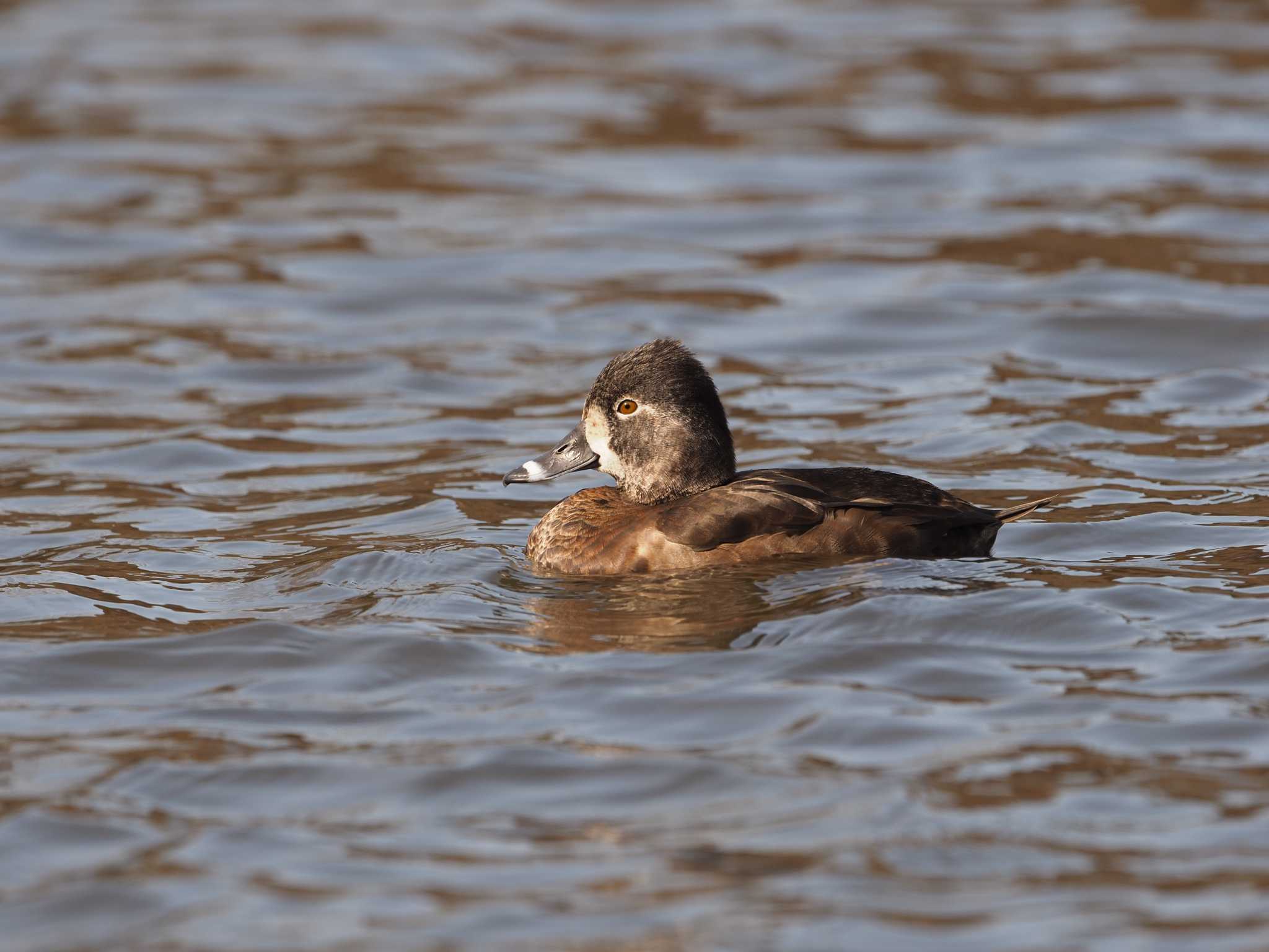 Ring-necked Duck