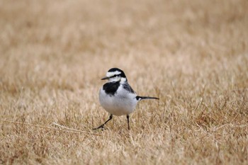 White Wagtail Lake Kawaguchiko Sat, 12/17/2022