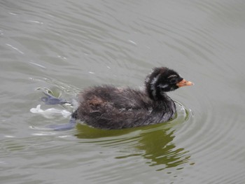 カイツブリ 都立浮間公園 2023年3月2日(木)