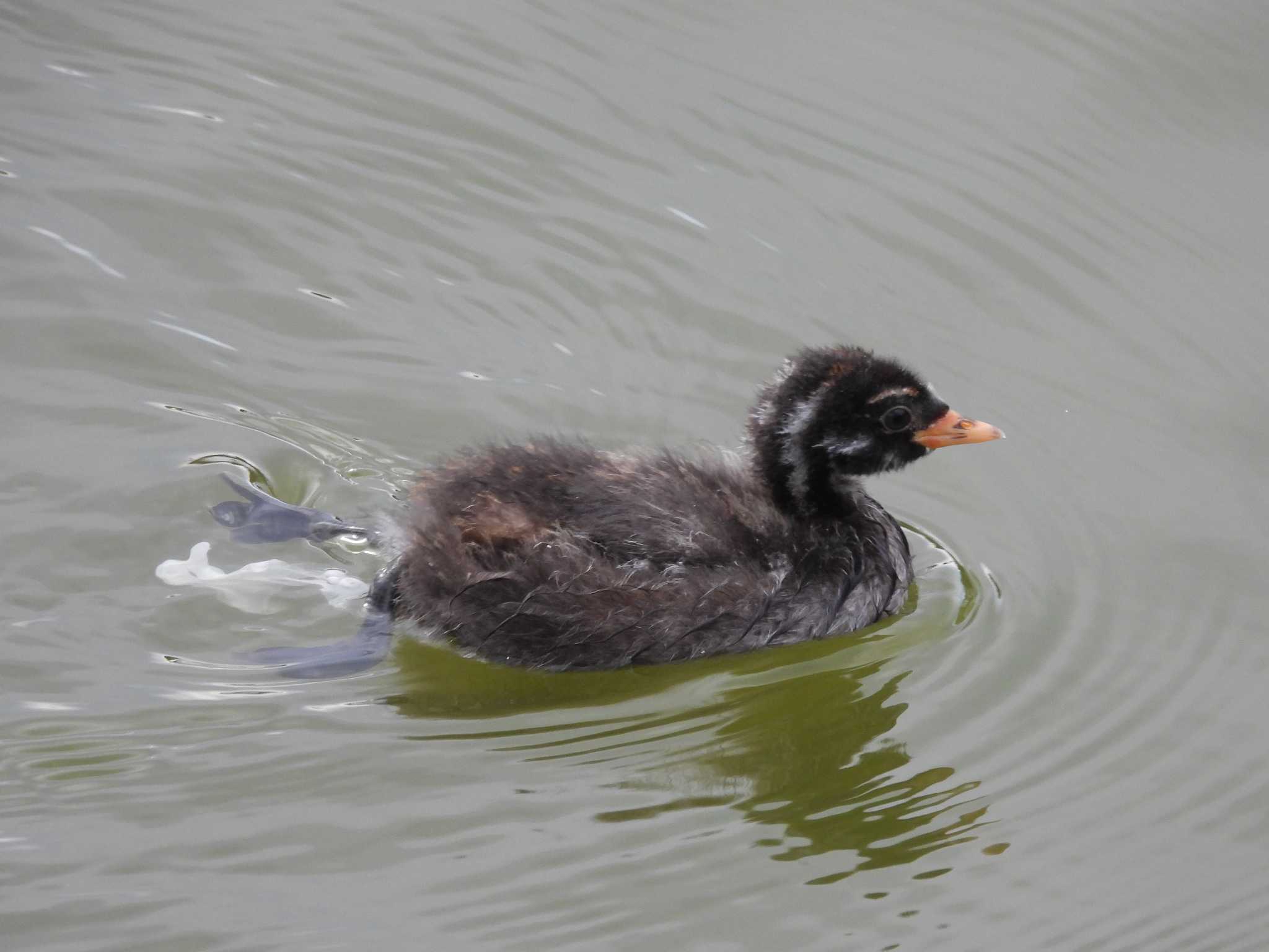 Little Grebe