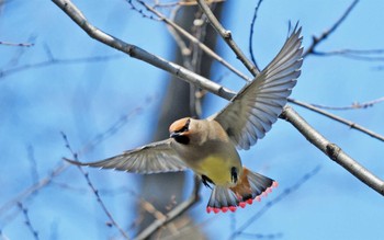 ヒレンジャク 東高根森林公園 2023年3月2日(木)