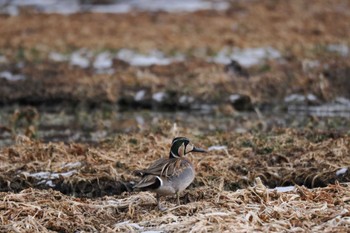 2023年1月29日(日) 農村公園(富士吉田市)の野鳥観察記録