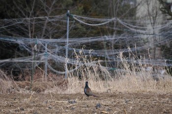 キジ 農村公園(富士吉田市) 2023年1月29日(日)