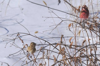 Siberian Long-tailed Rosefinch Yamanakako Lake Sat, 1/28/2023