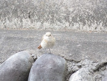 Daurian Redstart Unknown Spots Thu, 3/2/2023