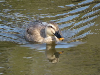 Eastern Spot-billed Duck Unknown Spots Thu, 3/2/2023