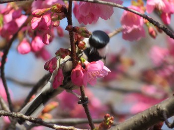 Japanese Tit Unknown Spots Thu, 3/2/2023