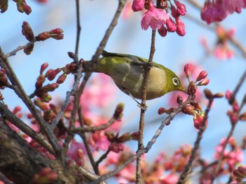 Warbling White-eye Unknown Spots Thu, 3/2/2023