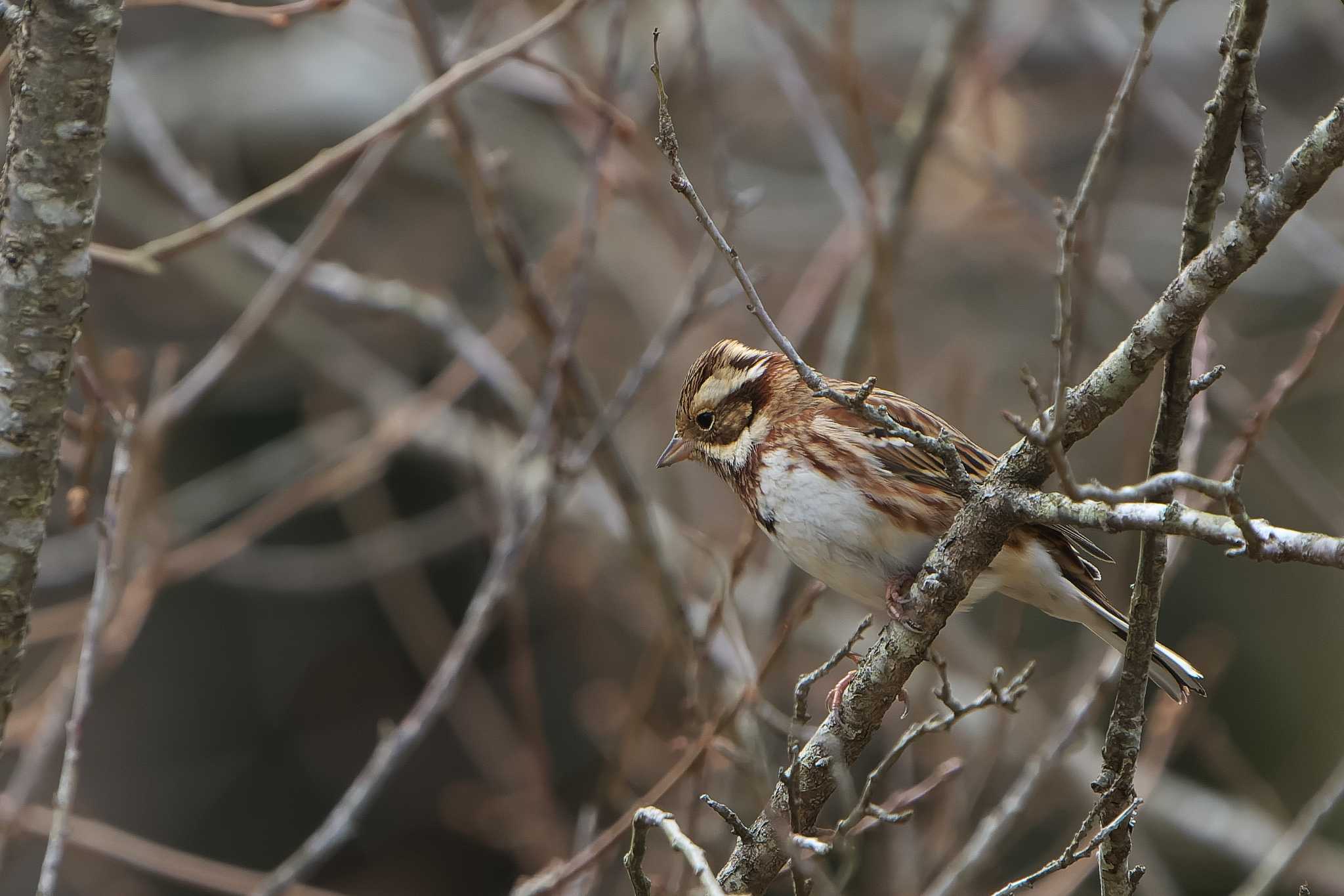 Rustic Bunting