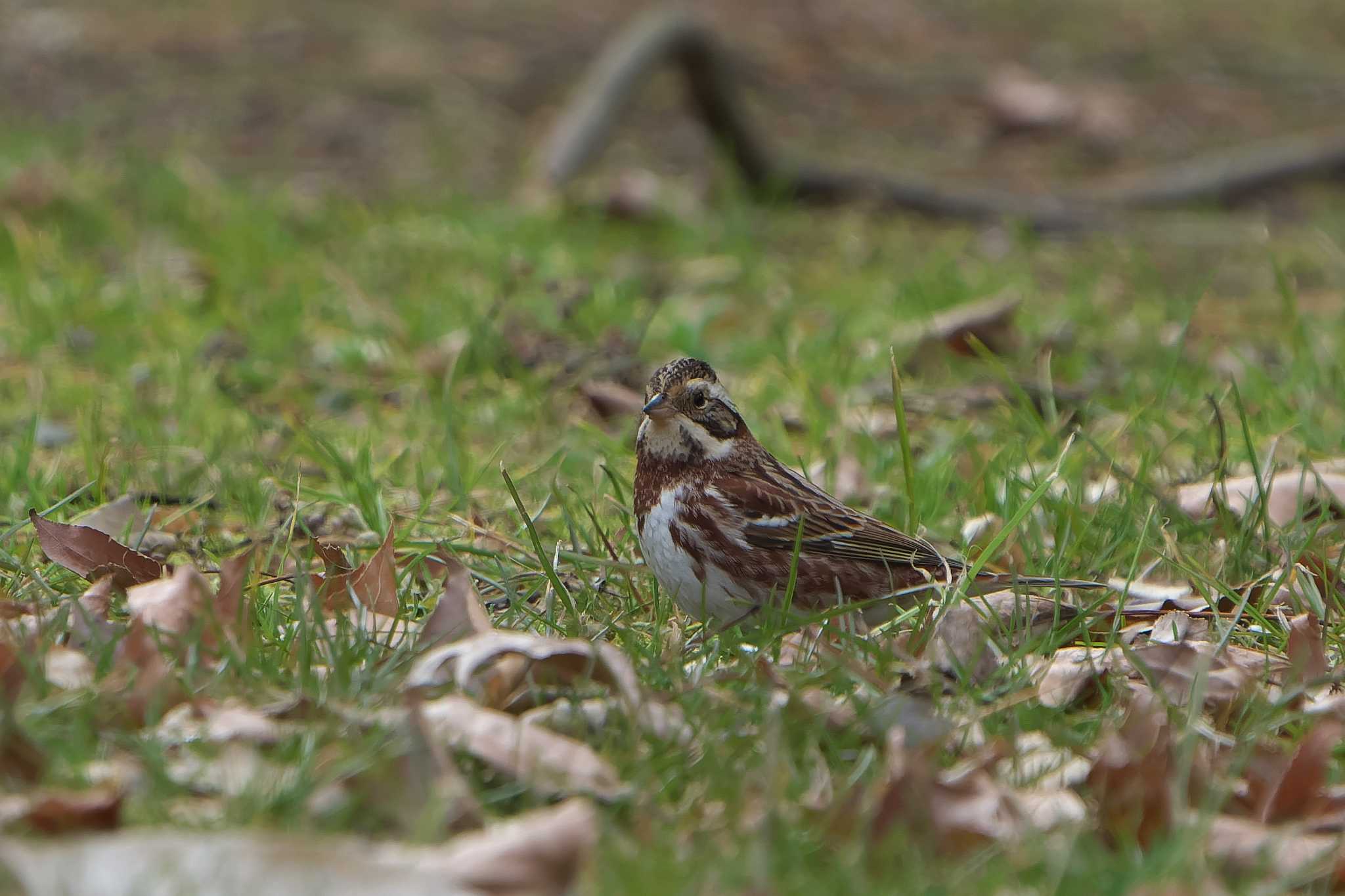 Photo of Rustic Bunting at 六甲山 by 禽好き