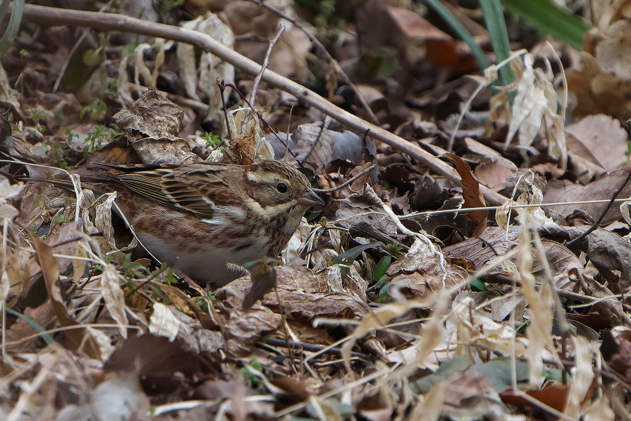 Photo of Rustic Bunting at 六甲山 by 禽好き