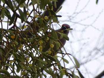 Japanese Waxwing Higashitakane Forest park Thu, 3/2/2023