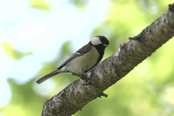 2018年5月4日(金) 三重県松阪市森林公園の野鳥観察記録