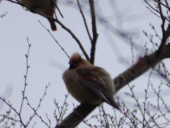 Japanese Waxwing Higashitakane Forest park Thu, 3/2/2023