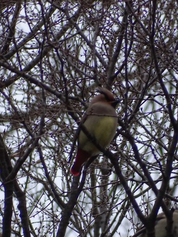 Japanese Waxwing Higashitakane Forest park Thu, 3/2/2023