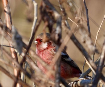 Siberian Long-tailed Rosefinch 大垣市 Thu, 3/2/2023