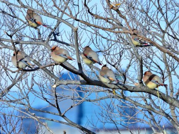 Japanese Waxwing 大垣市 Thu, 3/2/2023