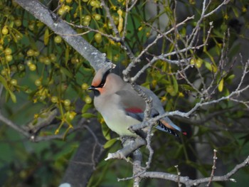 Japanese Waxwing 大垣市 Thu, 3/2/2023