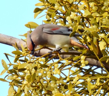 Japanese Waxwing 大垣市 Thu, 3/2/2023
