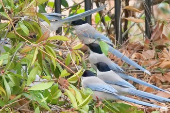 Azure-winged Magpie お台場海浜公園 Fri, 2/24/2023