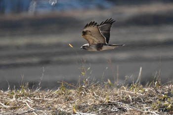 2023年2月27日(月) 稲敷市の野鳥観察記録