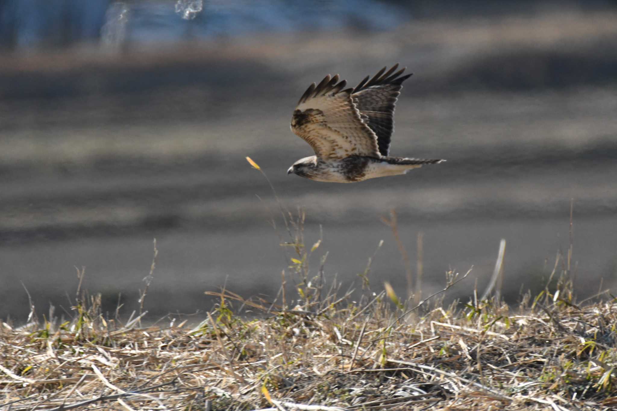 Eastern Buzzard