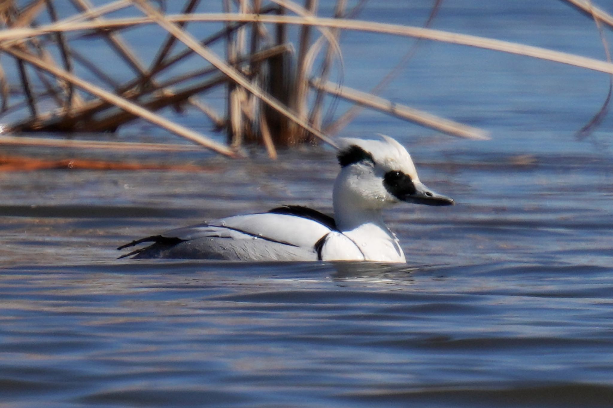 Smew