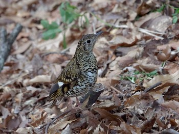 2023年3月2日(木) 横浜市立金沢自然公園の野鳥観察記録