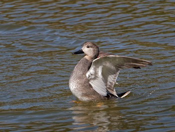 Thu, 3/2/2023 Birding report at Nagahama Park