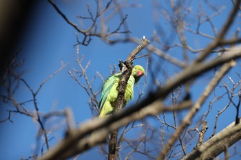 Rose-ringed Parakeet Higashitakane Forest park Sun, 2/26/2023