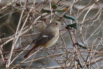 Daurian Redstart とちぎわんぱく公園 Sat, 2/25/2023