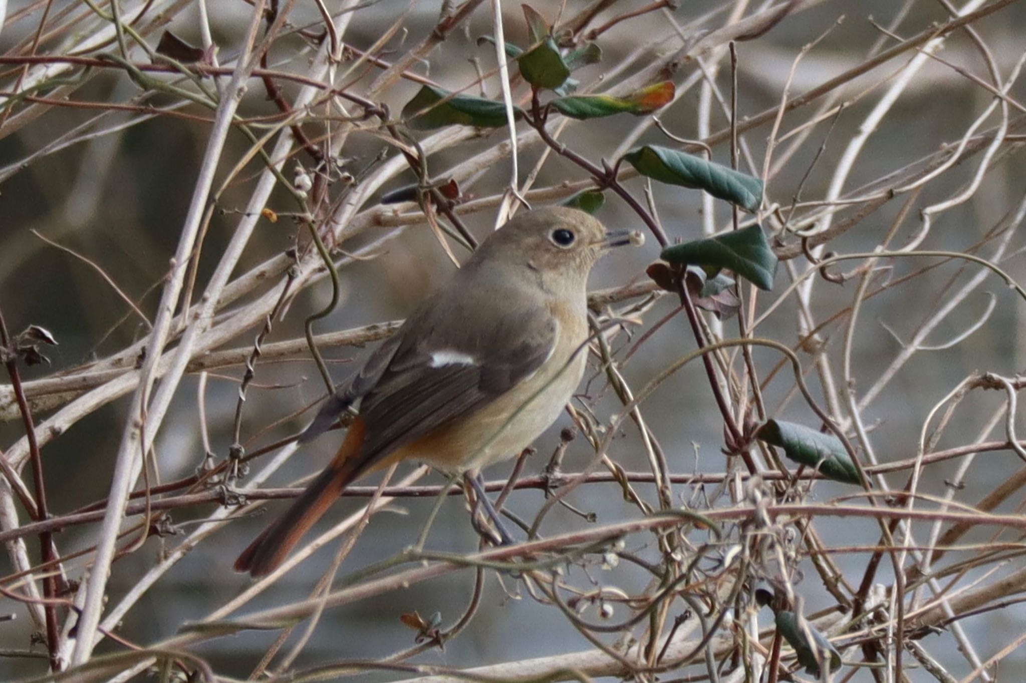 Photo of Daurian Redstart at とちぎわんぱく公園 by 江戸川