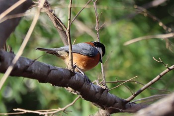 Varied Tit とちぎわんぱく公園 Sat, 2/25/2023