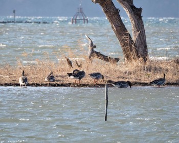 ヒシクイ 琵琶湖 2023年2月25日(土)