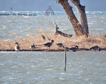 オオヒシクイ 琵琶湖 2023年2月25日(土)