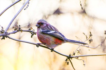 Siberian Long-tailed Rosefinch Hayatogawa Forest Road Mon, 2/27/2023