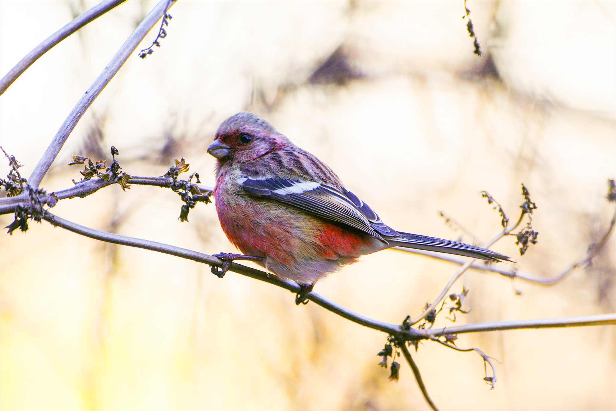 Photo of Siberian Long-tailed Rosefinch at Hayatogawa Forest Road by BW11558