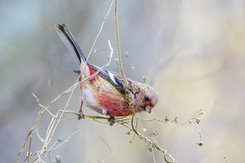 Siberian Long-tailed Rosefinch Hayatogawa Forest Road Mon, 2/27/2023