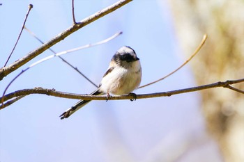 Long-tailed Tit Hayatogawa Forest Road Mon, 2/27/2023